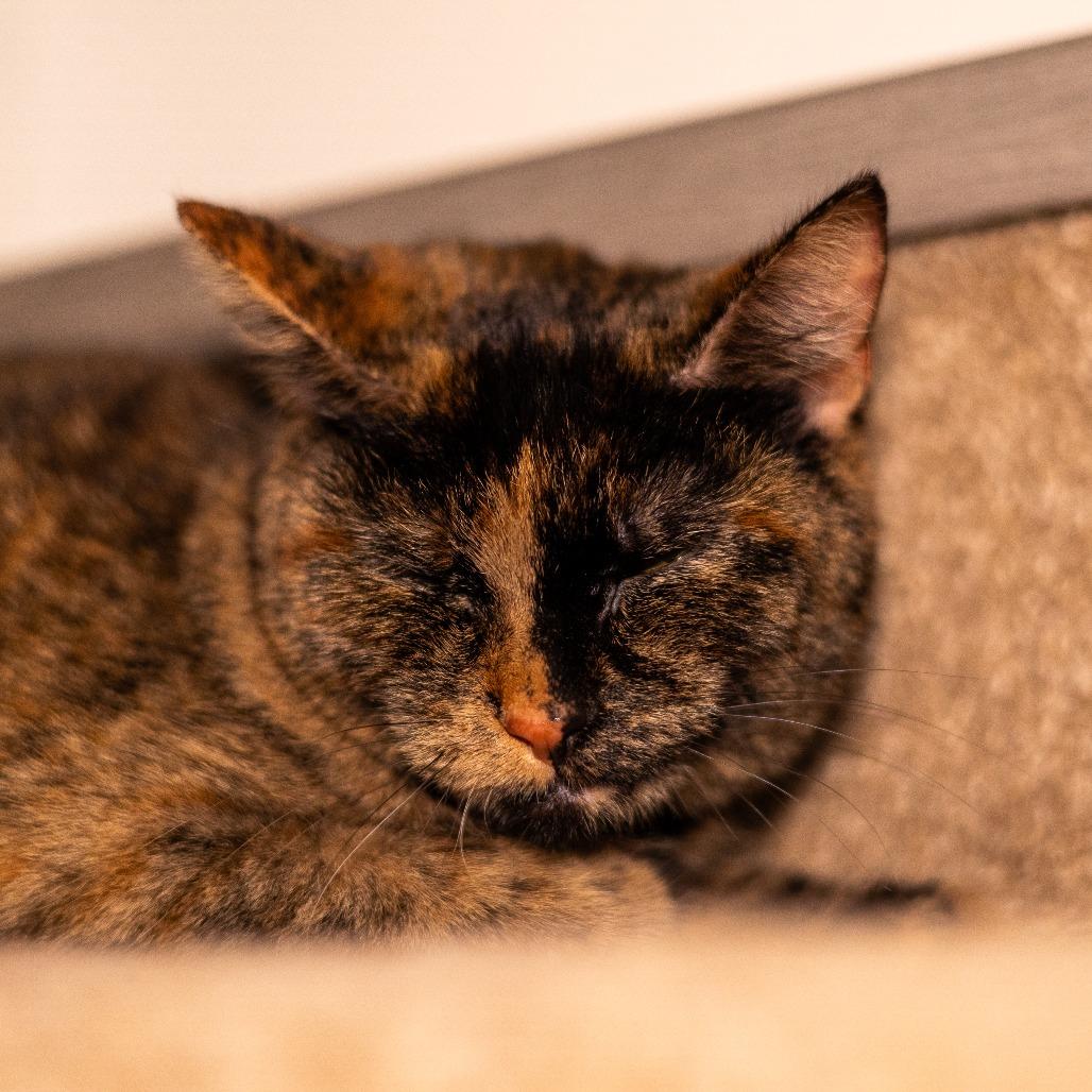 Cinnamon, a Adoptable Domestic Short Hair in Chaska, MN image 2/6