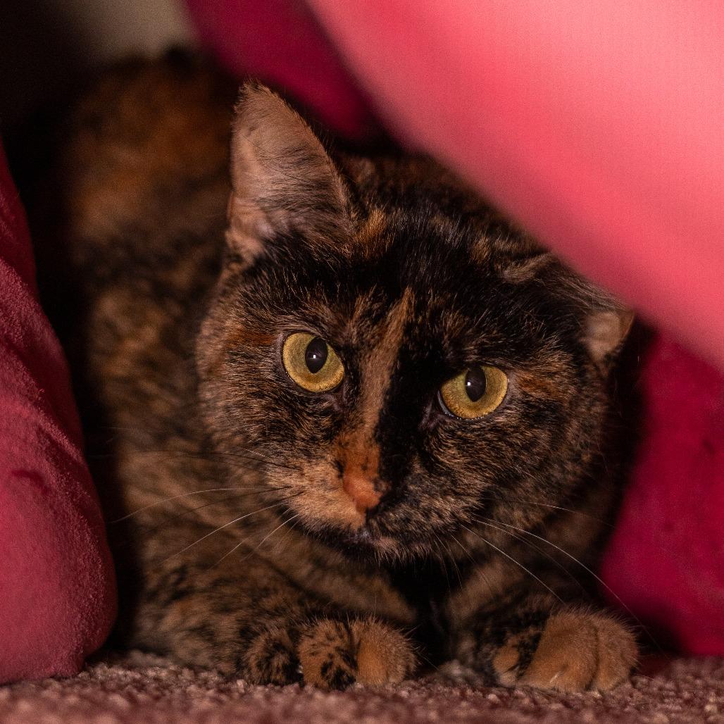 Cinnamon, a Adoptable Domestic Short Hair in Chaska, MN image 3/6
