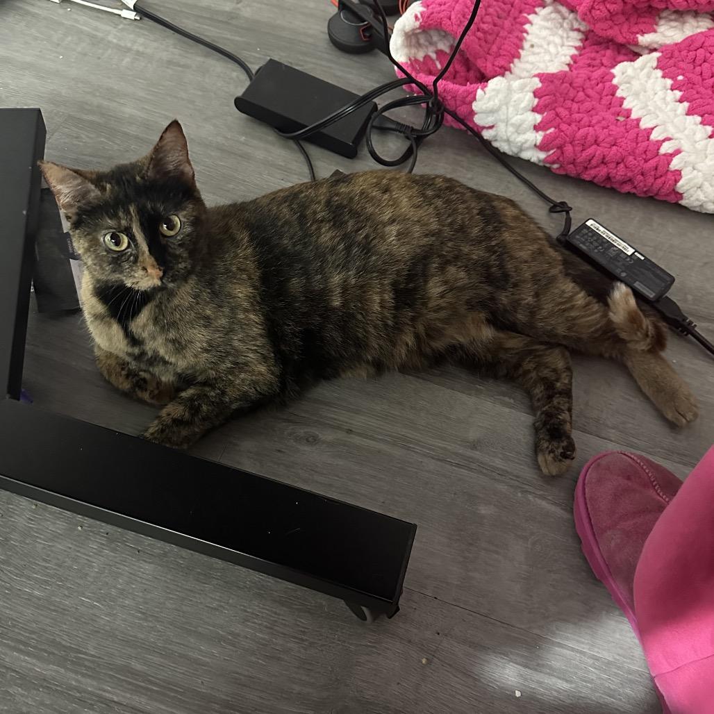 Cinnamon, a Adoptable Domestic Short Hair in Chaska, MN image 4/6
