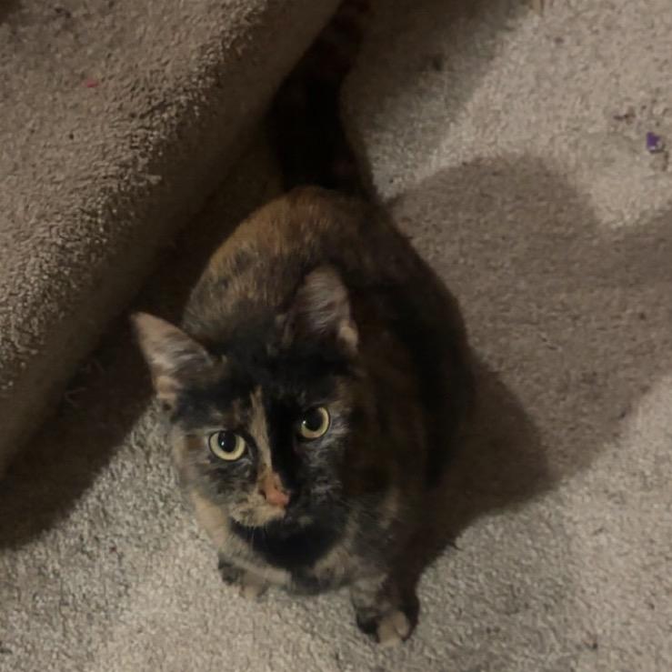 Cinnamon, a Adoptable Domestic Short Hair in Chaska, MN image 5/6