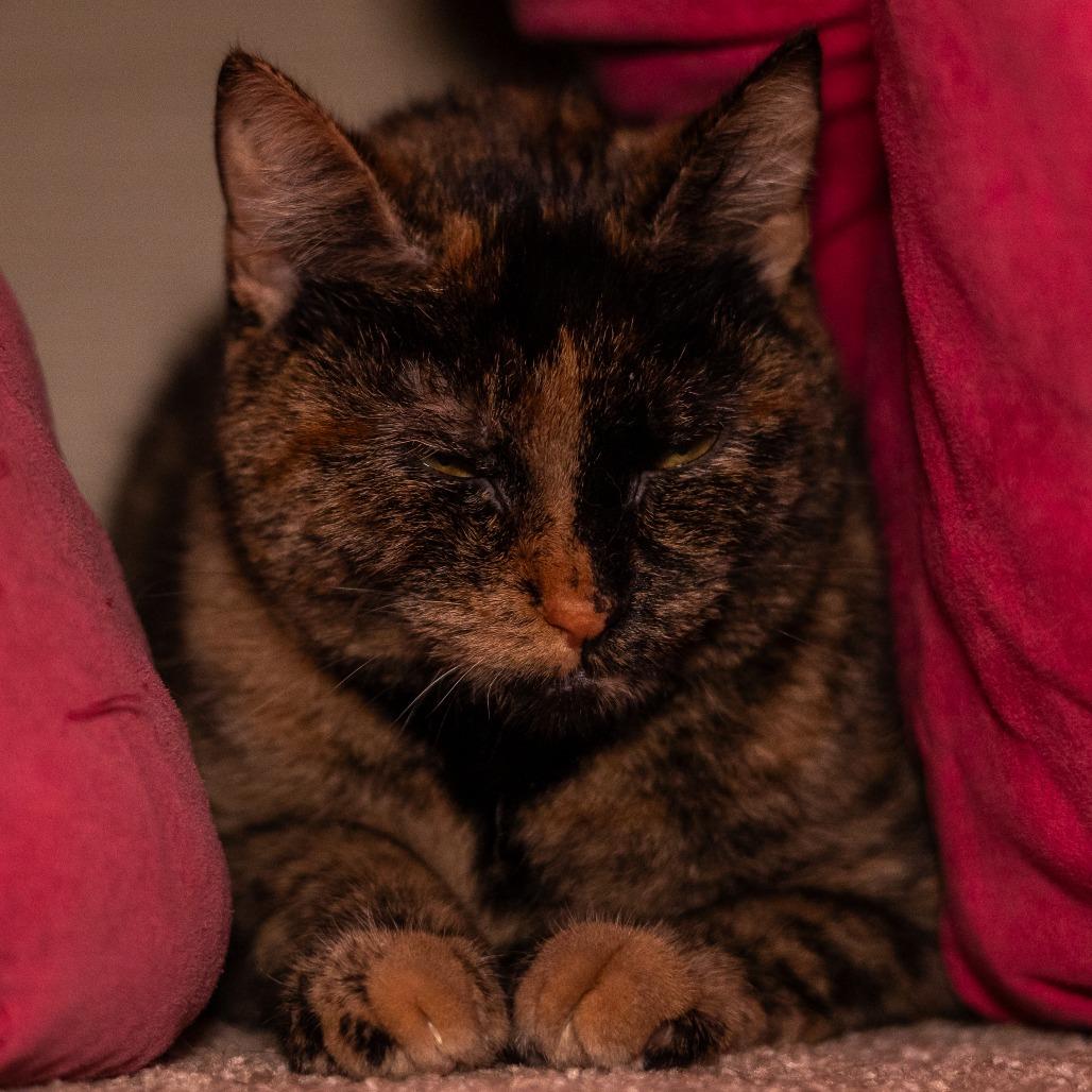 Cinnamon, a Adoptable Domestic Short Hair in Chaska, MN image 6/6