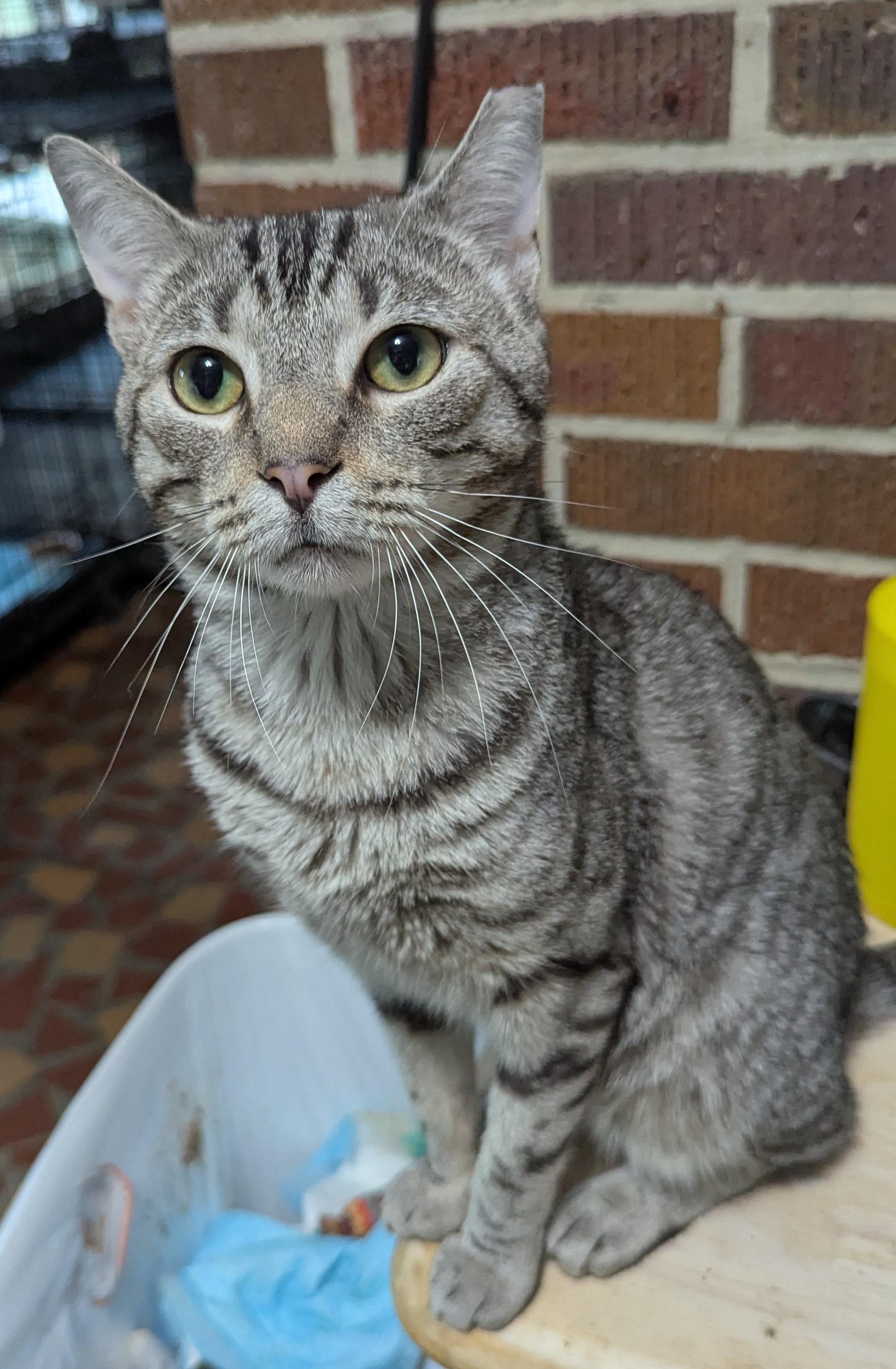 Charlie, a Adoptable Domestic Short Hair in Malden, MA image 2/6