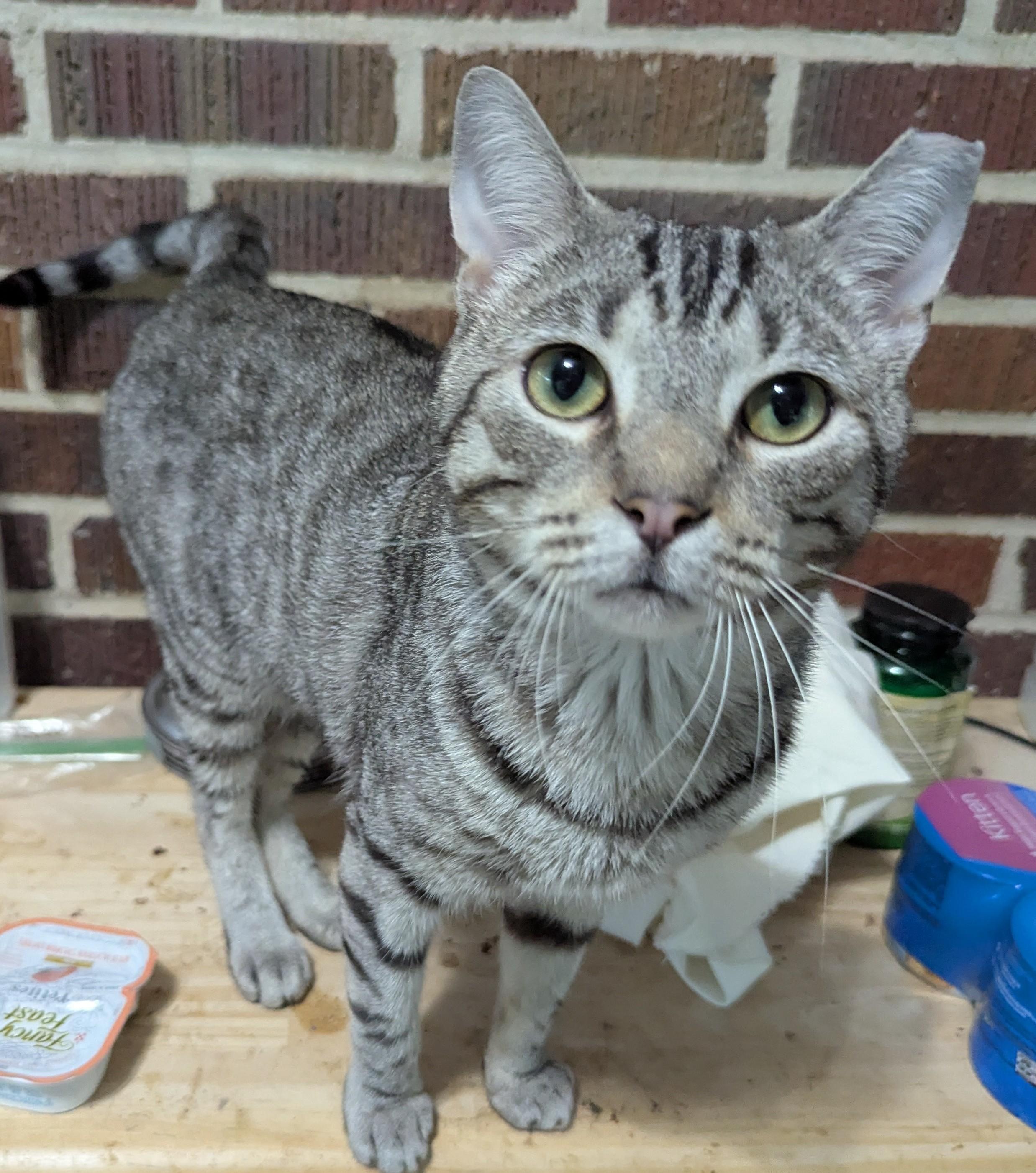Charlie, Adoptable, Adult Male Domestic Short Hair.
