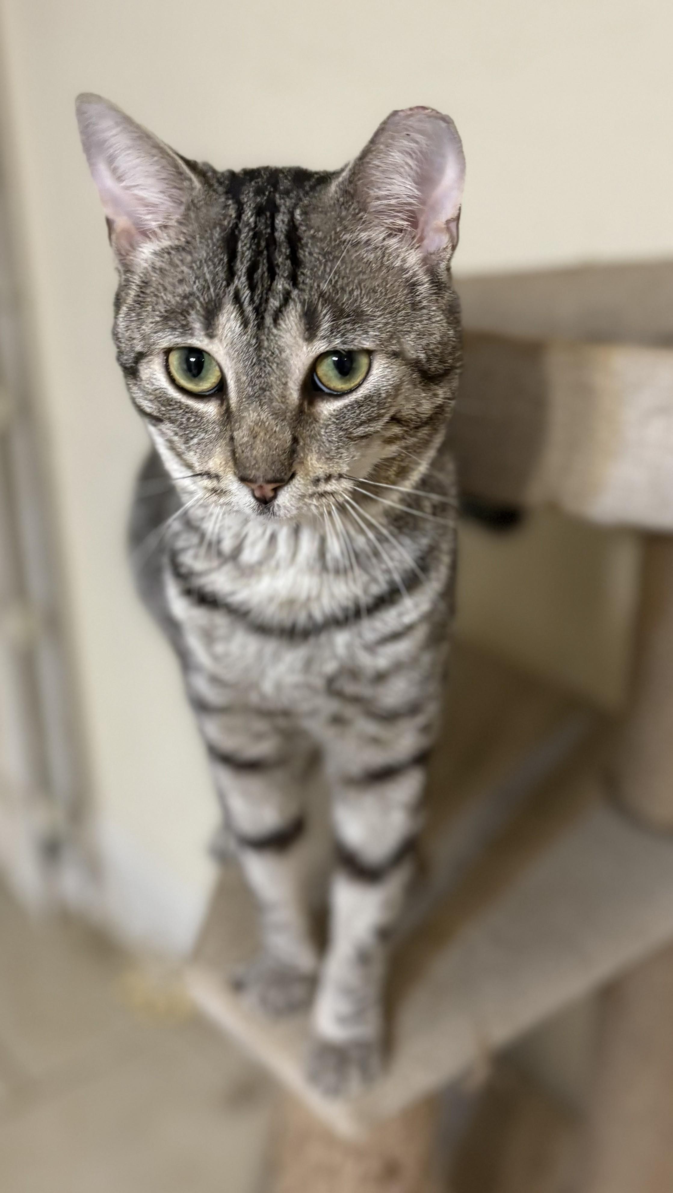 Charlie, a Adoptable Domestic Short Hair in Malden, MA image 3/6