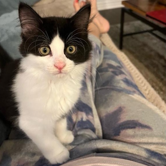 Enlarge Tosh (w/ Mac Sophie's kittens), a Adopted Domestic Medium Hair in Caledon, ON image 1/4