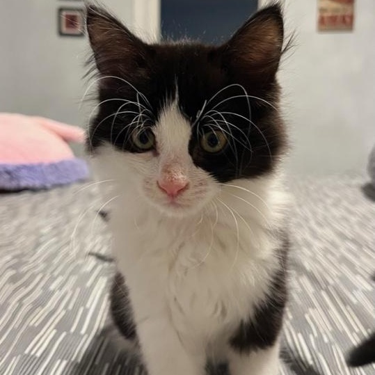 Enlarge Tosh (w/ Mac Sophie's kittens), a Adopted Domestic Medium Hair in Caledon, ON image 2/4