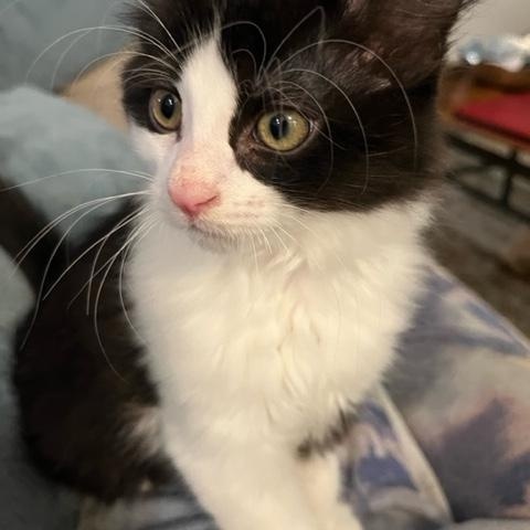 Enlarge Tosh (w/ Mac Sophie's kittens), a Adopted Domestic Medium Hair in Caledon, ON image 3/4