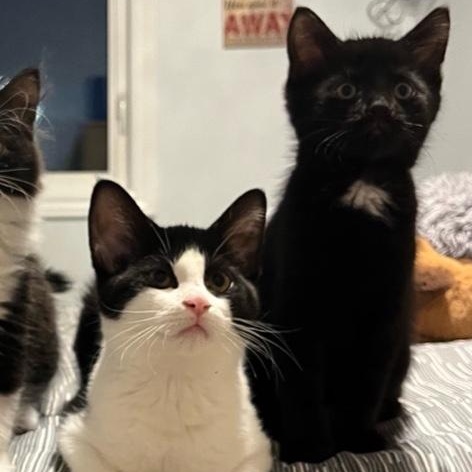 Tosh (w/ Mac Sophie's kittens)