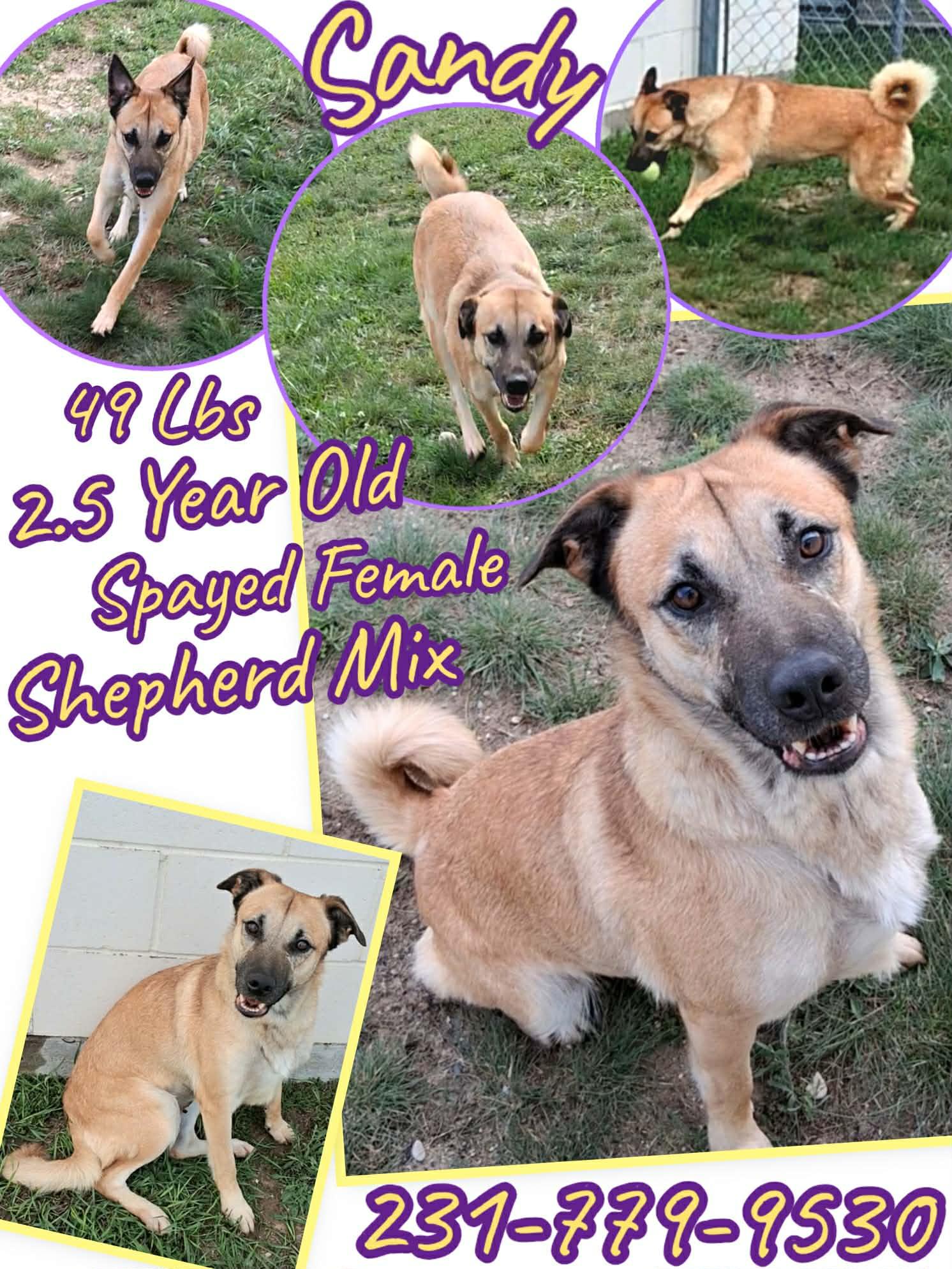 SANDY, Adoptable, Young Female Shepherd.