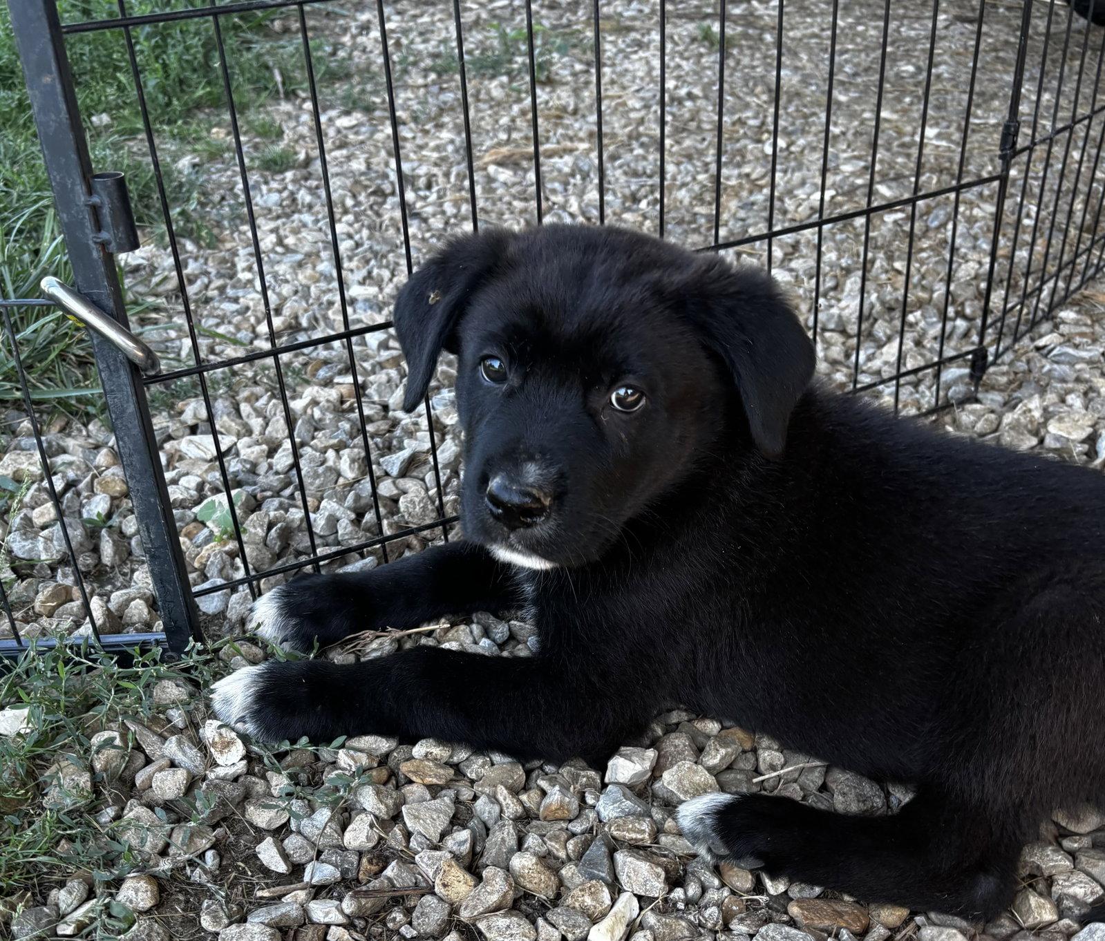 Enlarge Jimmy, a Adopted mixed breed in Anabel, MO image 2/3