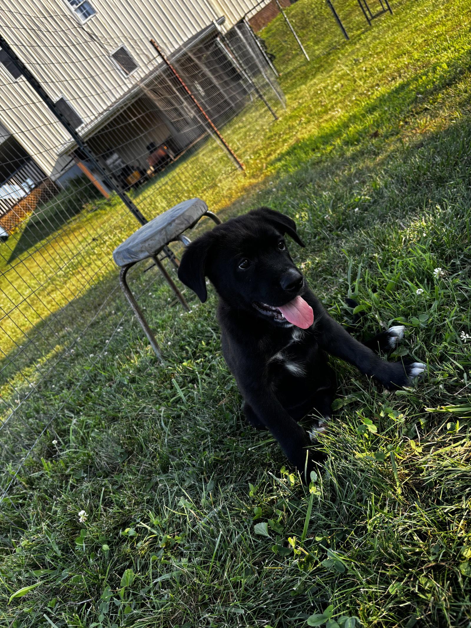 Enlarge Jimmy, a Adopted mixed breed in Anabel, MO image 3/3