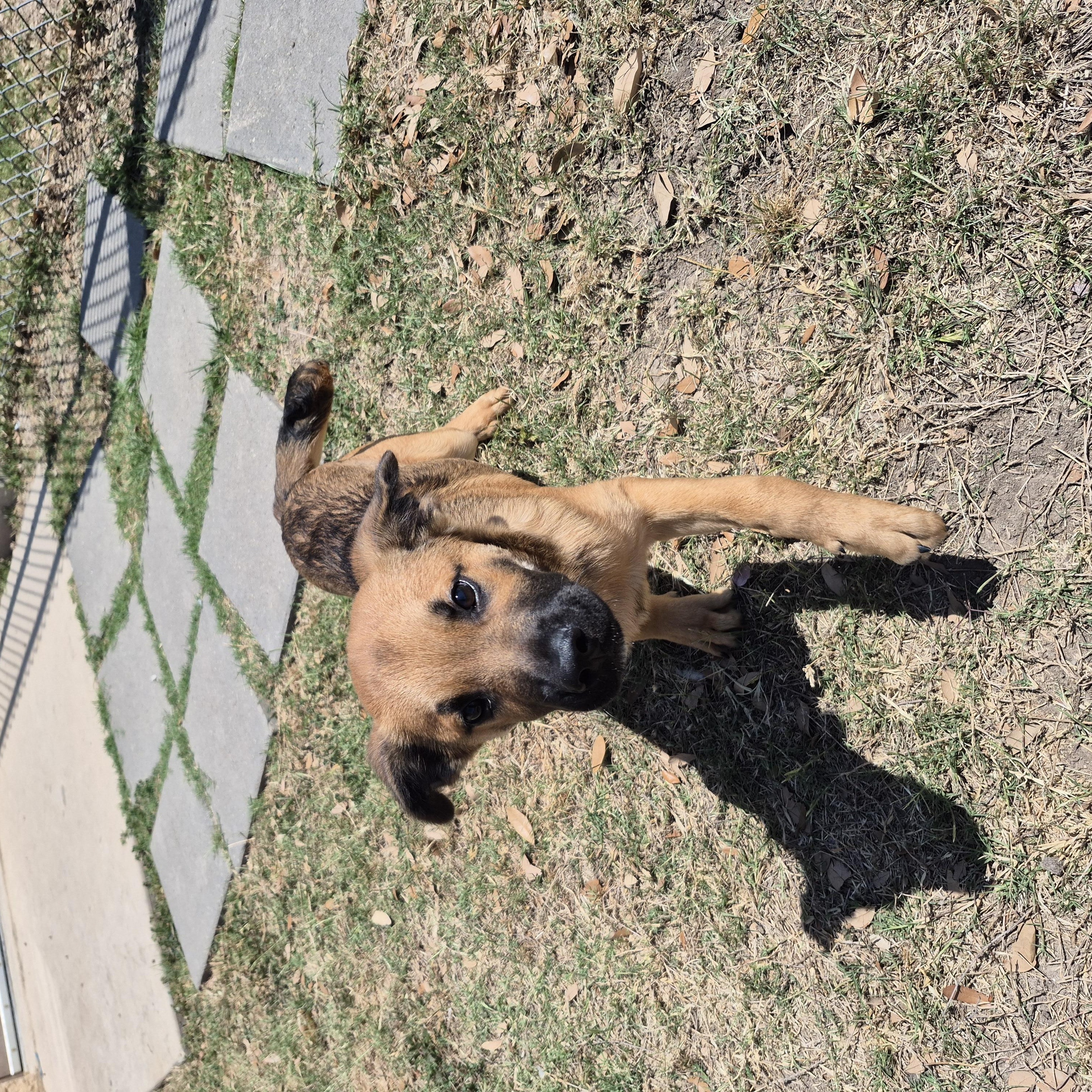 Enlarge Nighthawk, a ADOPTABLE mixed breed in Schertz, TX image 4/4