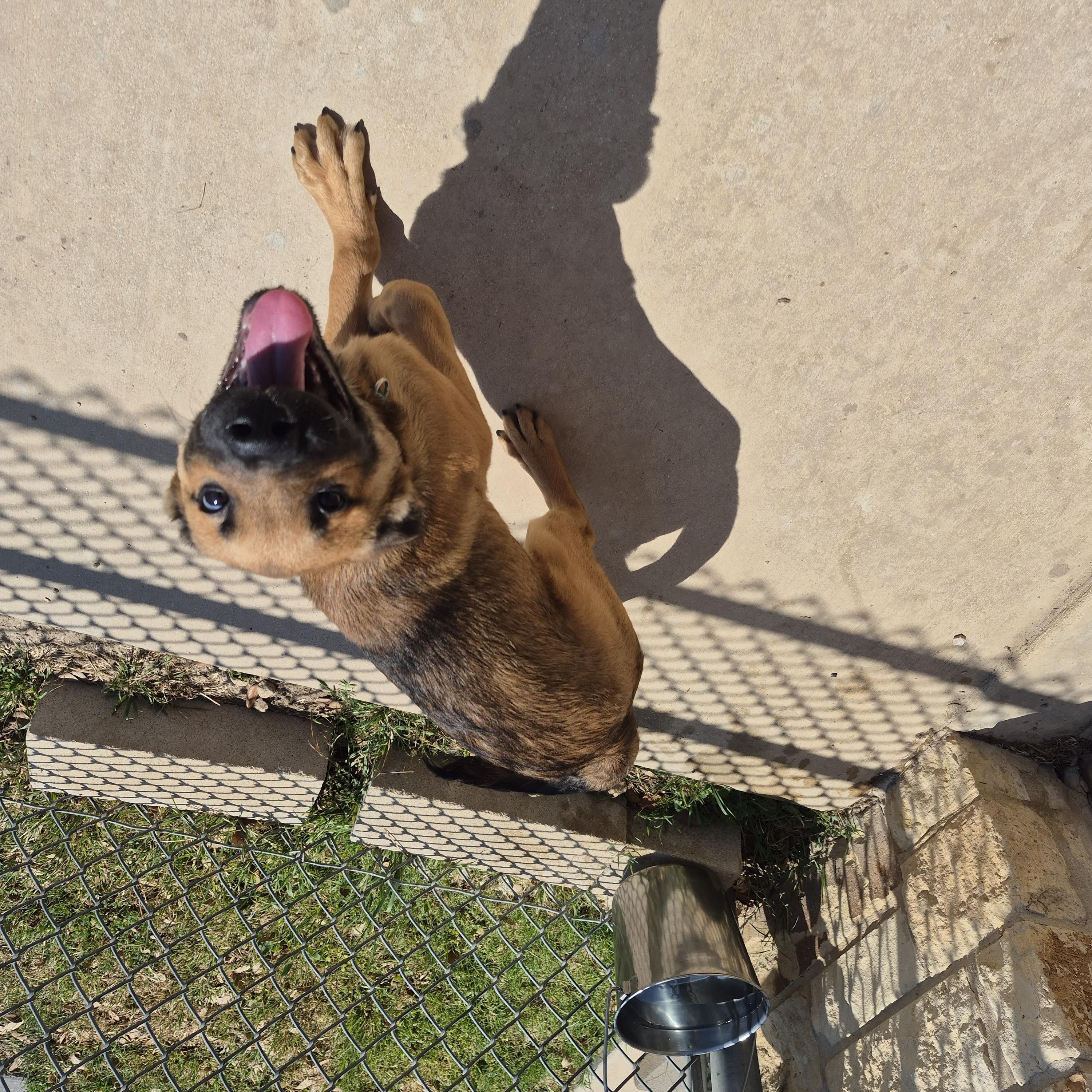 Enlarge Nighthawk, a ADOPTABLE mixed breed in Schertz, TX image 3/4