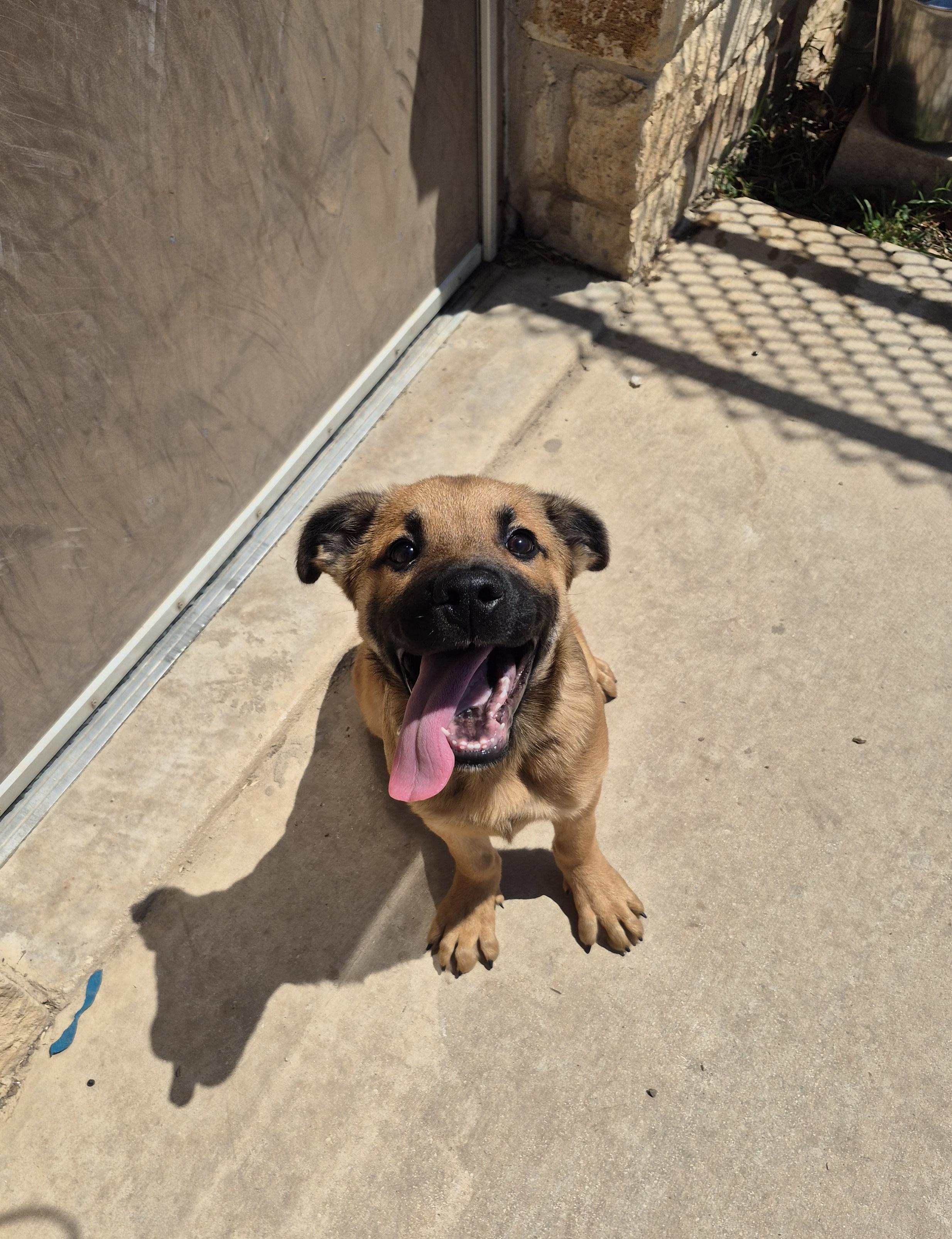 Nighthawk, ADOPTABLE, Young Male Shepherd.