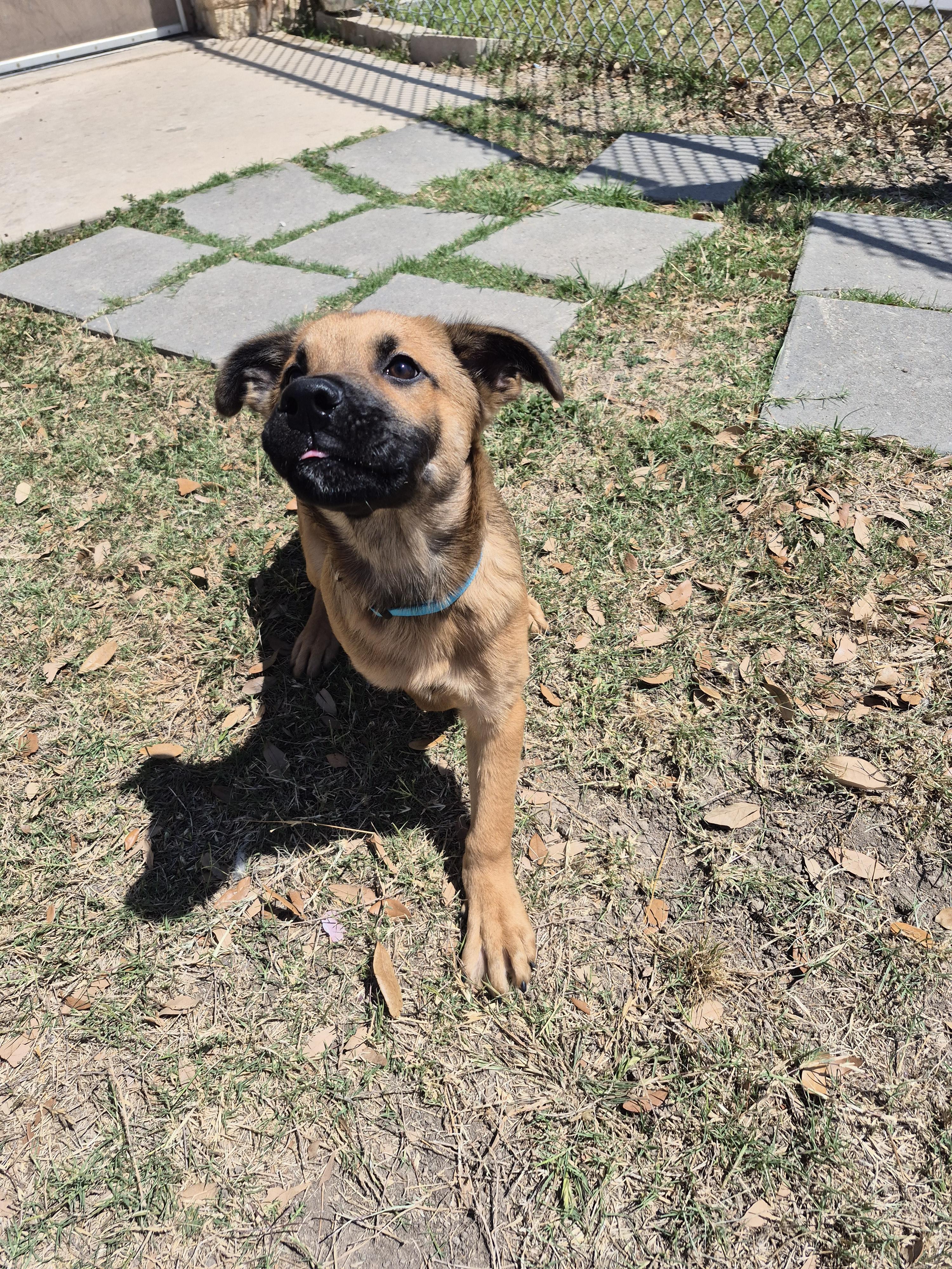 Enlarge Nighthawk, a ADOPTABLE mixed breed in Schertz, TX image 2/4
