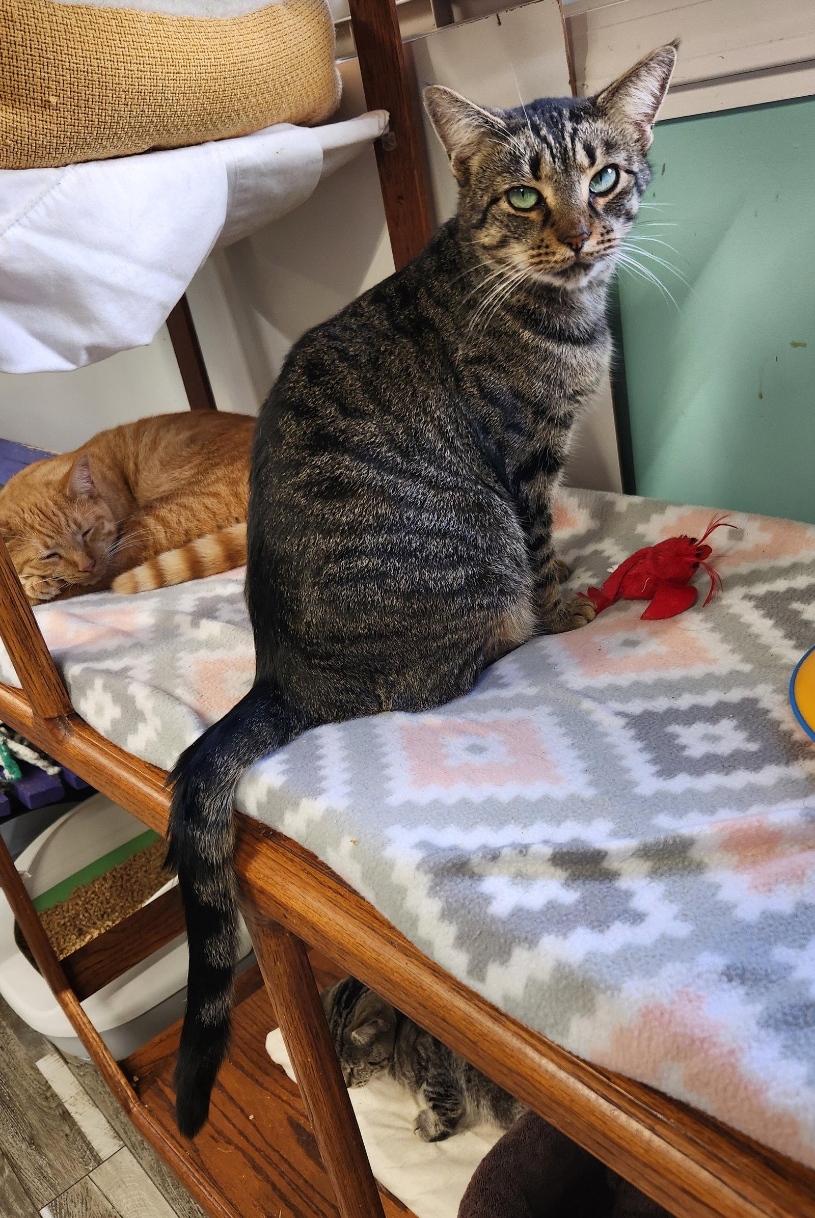 Enlarge Meow Meow, a Adoptable Domestic Short Hair in Crossville, TN image 1/3