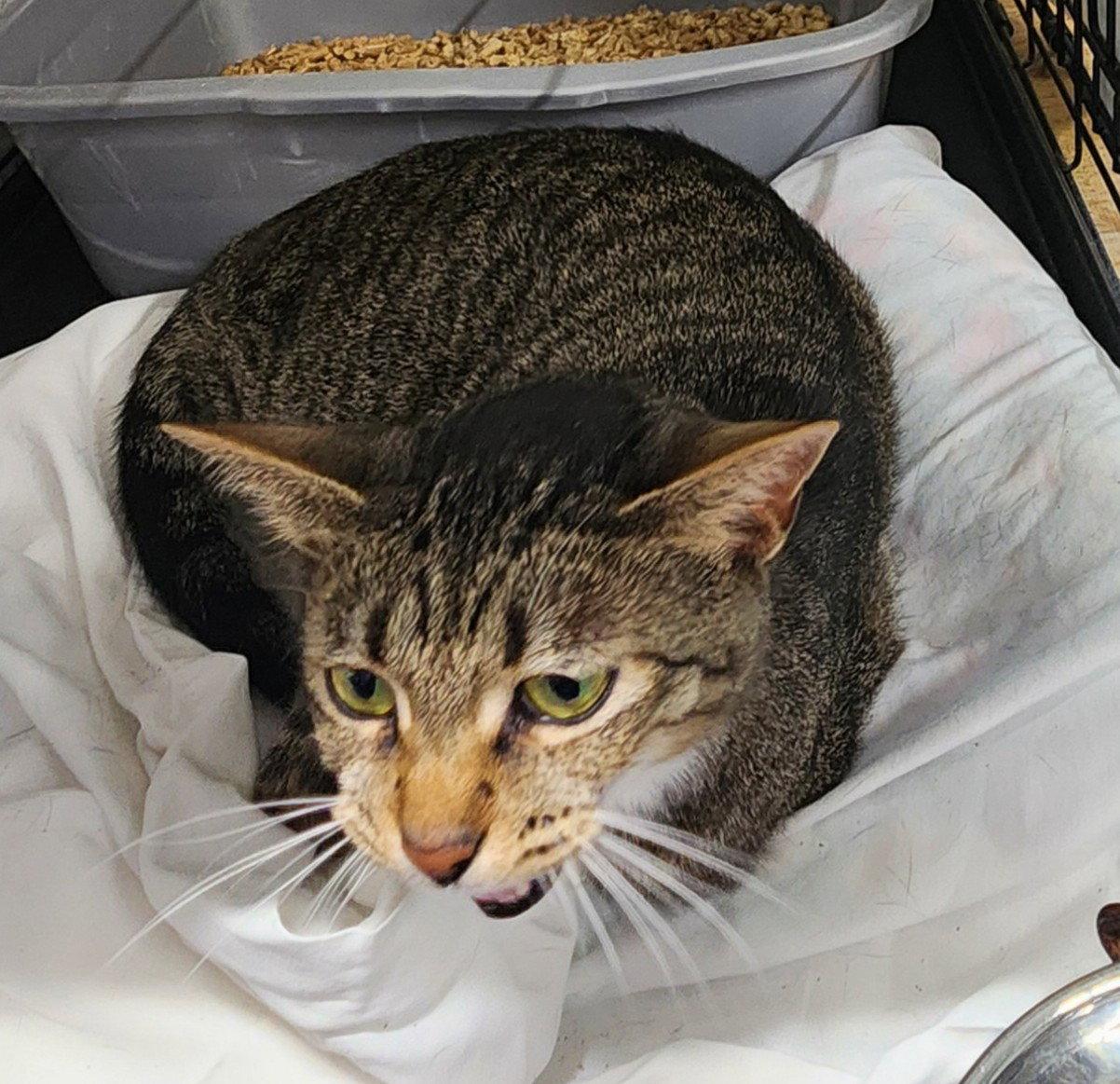 Meow Meow, Adoptable, Adult Female Domestic Short Hair.