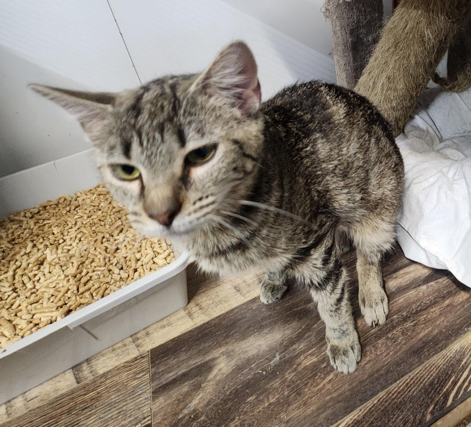 Enlarge Meow Meow, a Adoptable Domestic Short Hair in Crossville, TN image 2/3