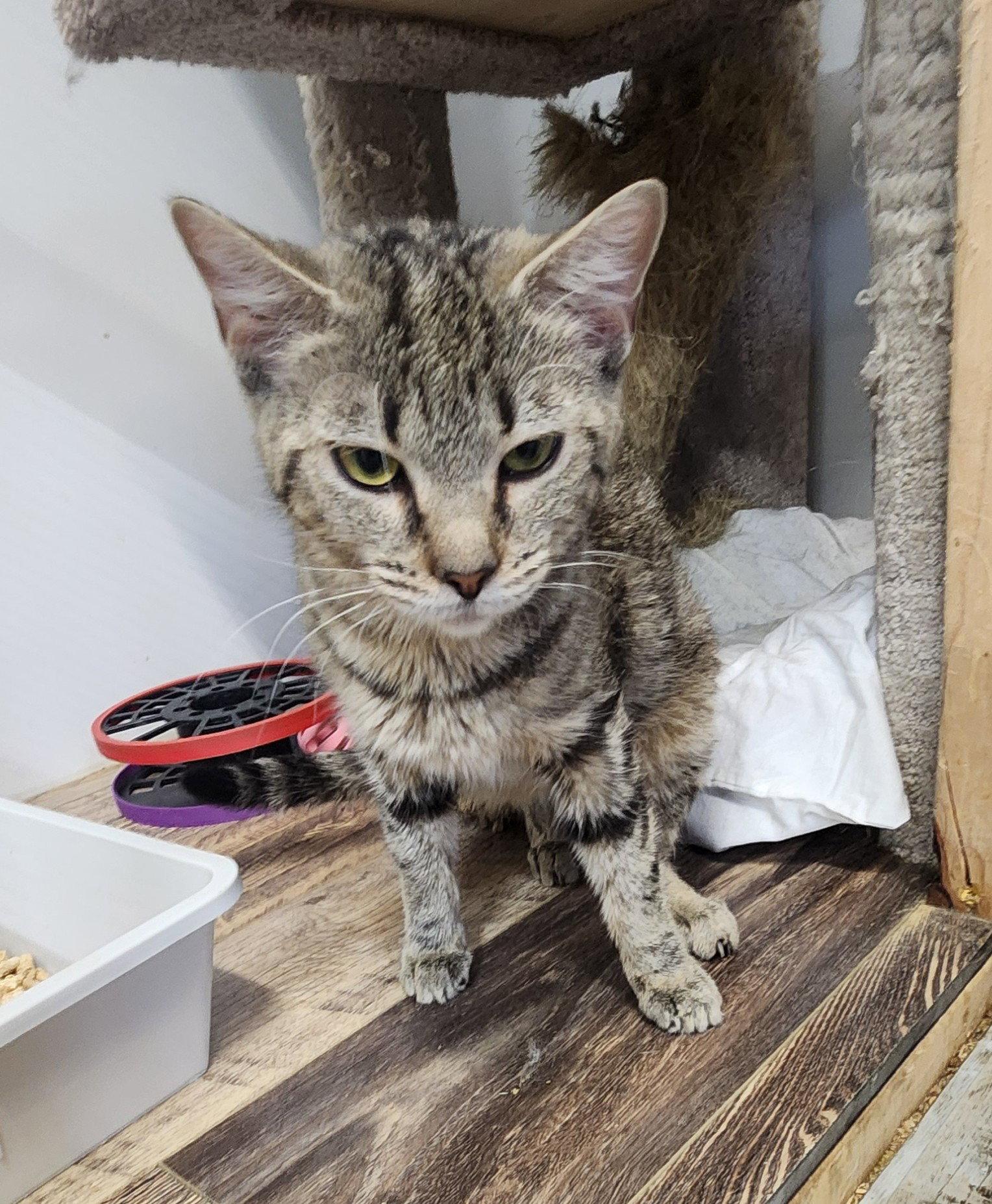 Enlarge Meow Meow, a Adoptable Domestic Short Hair in Crossville, TN image 3/3