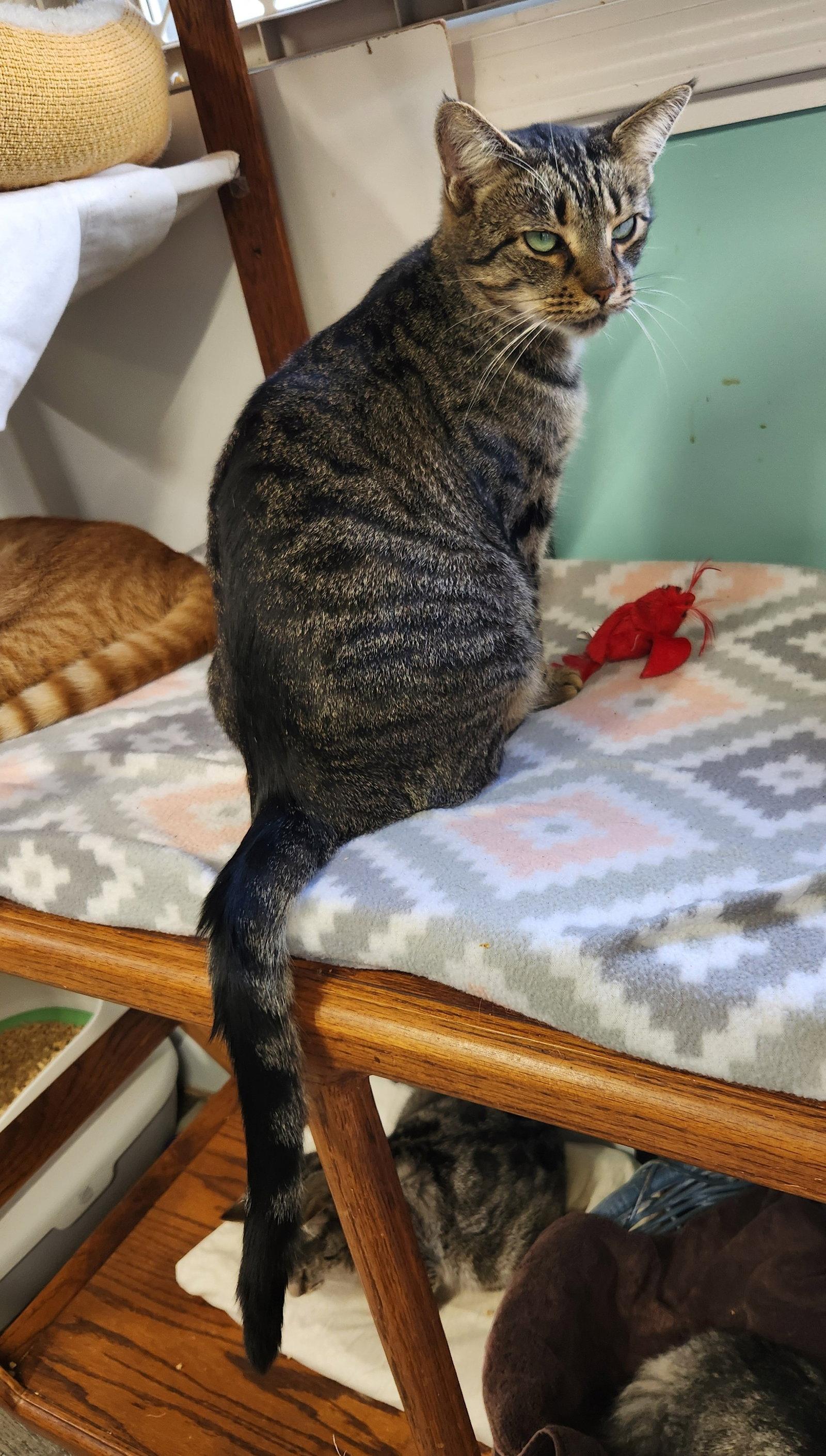 Enlarge Meow Meow, a Adoptable Domestic Short Hair in Crossville, TN image 2/3