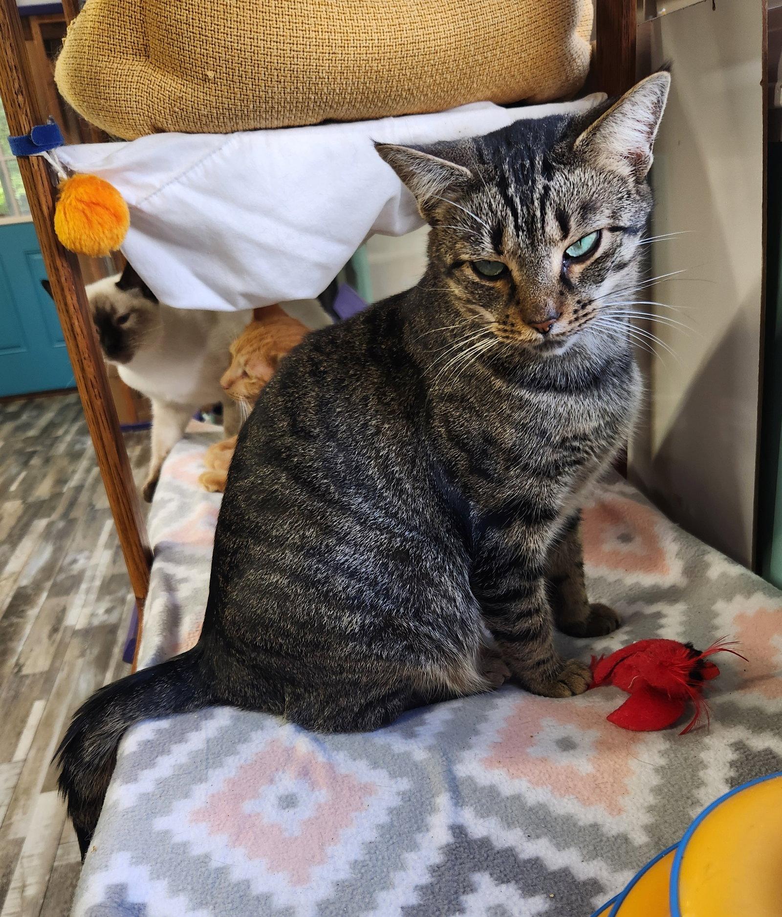 Enlarge Meow Meow, a Adoptable Domestic Short Hair in Crossville, TN image 3/3