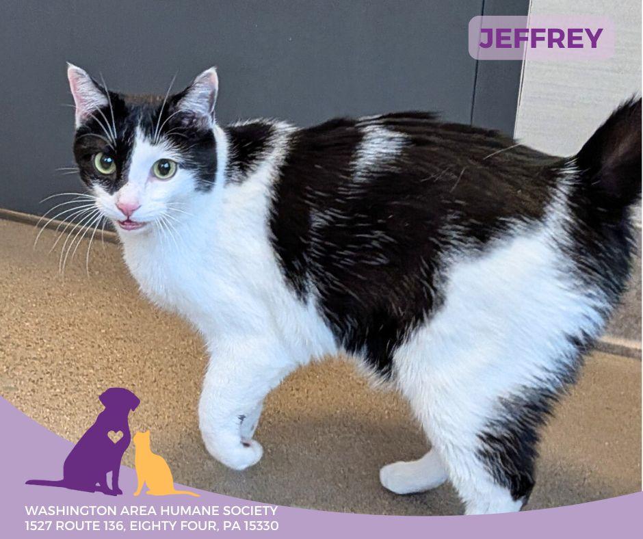 Jeffrey, adopted, Adult Male Domestic Short Hair.
