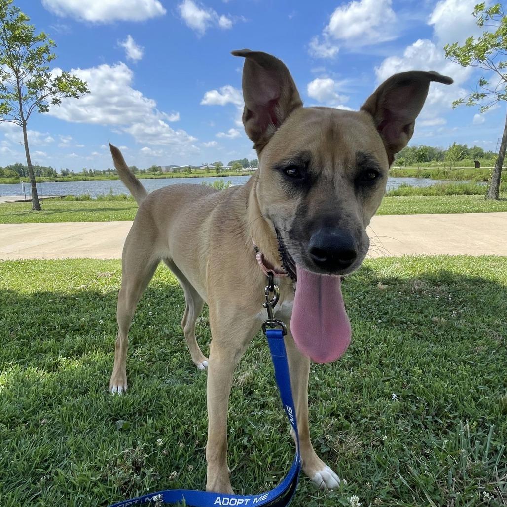 Daphne, Adoptable, Young Female Mixed Breed.