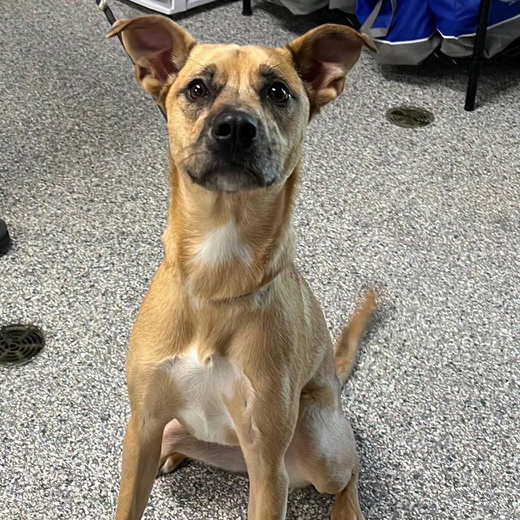 Enlarge Daphne, a Adoptable Mixed Breed in Bentonville, AR image 2/6