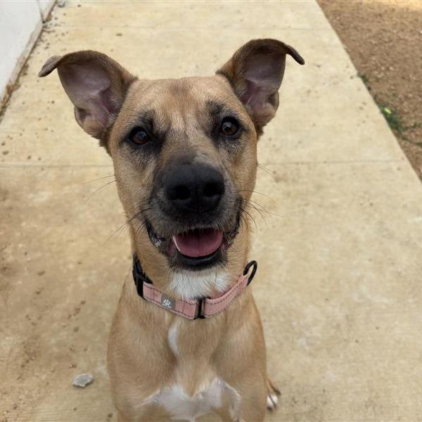 Enlarge Daphne, a Adoptable Mixed Breed in Bentonville, AR image 3/6