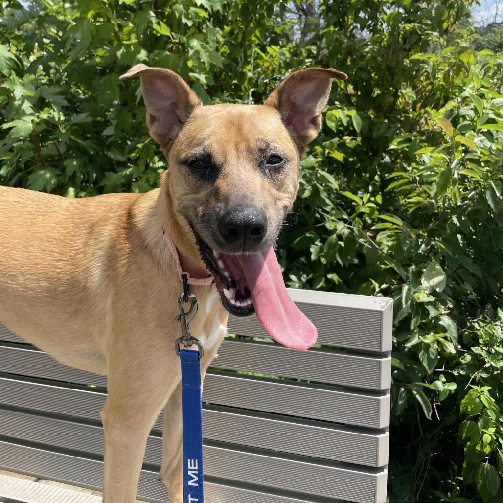Enlarge Daphne, a Adoptable Mixed Breed in Bentonville, AR image 4/6