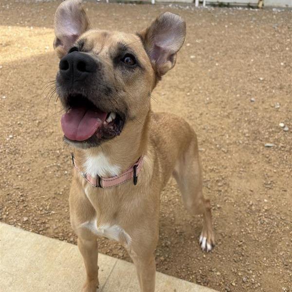Enlarge Daphne, a Adoptable Mixed Breed in Bentonville, AR image 5/6