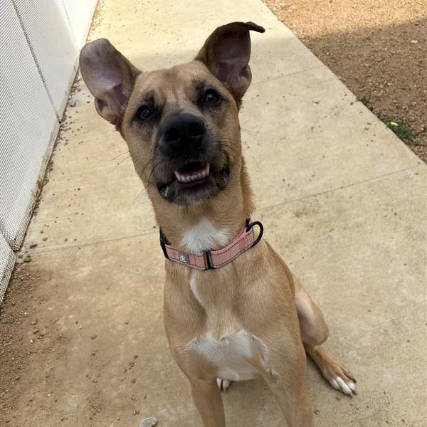 Enlarge Daphne, a Adoptable Mixed Breed in Bentonville, AR image 6/6