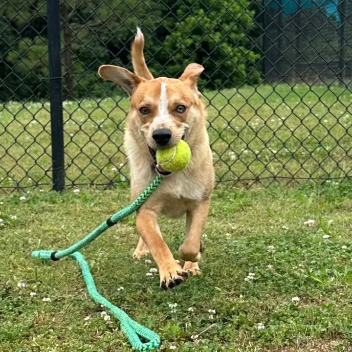 Pedro, a Adoptable Australian Cattle Dog / Blue Heeler in Springdale, AR image 1/6