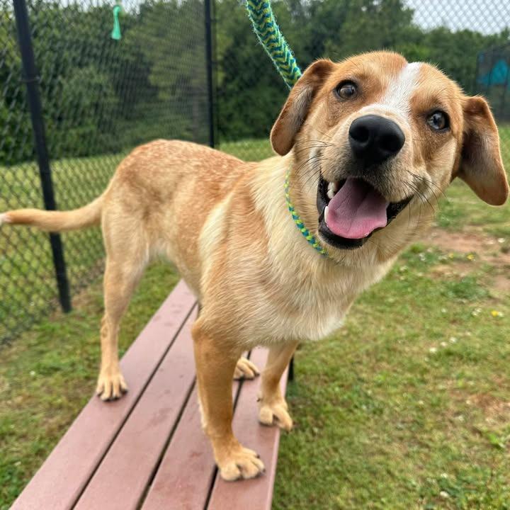 Pedro, a Adoptable Australian Cattle Dog / Blue Heeler in Springdale, AR image 2/6