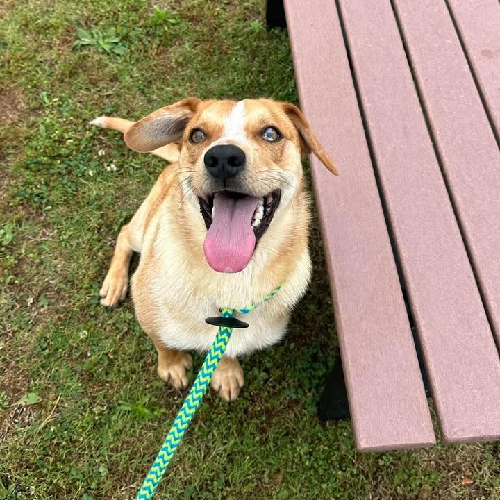 Pedro, a Adoptable Australian Cattle Dog / Blue Heeler in Springdale, AR image 3/6