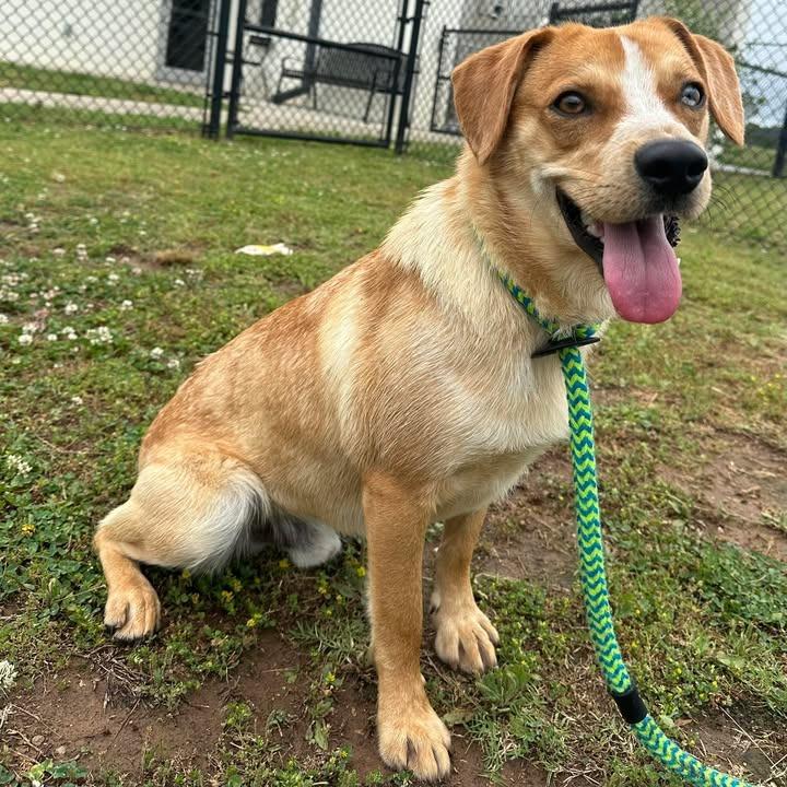 Pedro, a Adoptable Australian Cattle Dog / Blue Heeler in Springdale, AR image 4/6