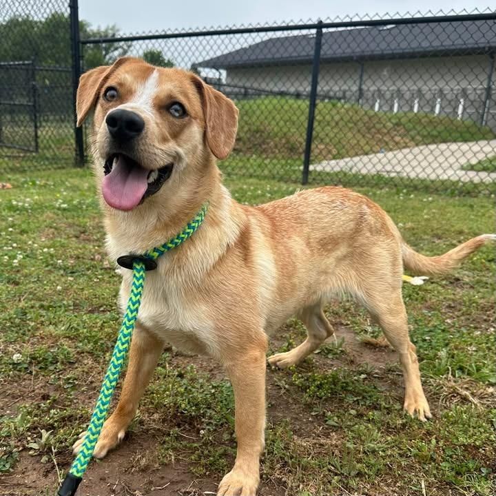 Pedro, a Adoptable Australian Cattle Dog / Blue Heeler in Springdale, AR image 5/6