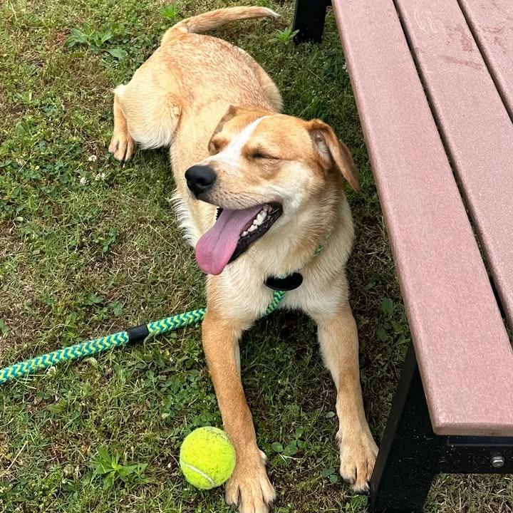 Pedro, a Adoptable Australian Cattle Dog / Blue Heeler in Springdale, AR image 6/6