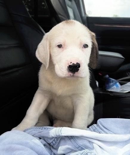 Pringle, a ADOPTABLE mixed breed in Bancroft, ON image 2/4