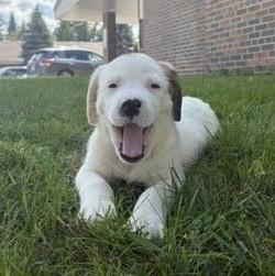 Pringle, a ADOPTABLE mixed breed in Bancroft, ON image 4/4