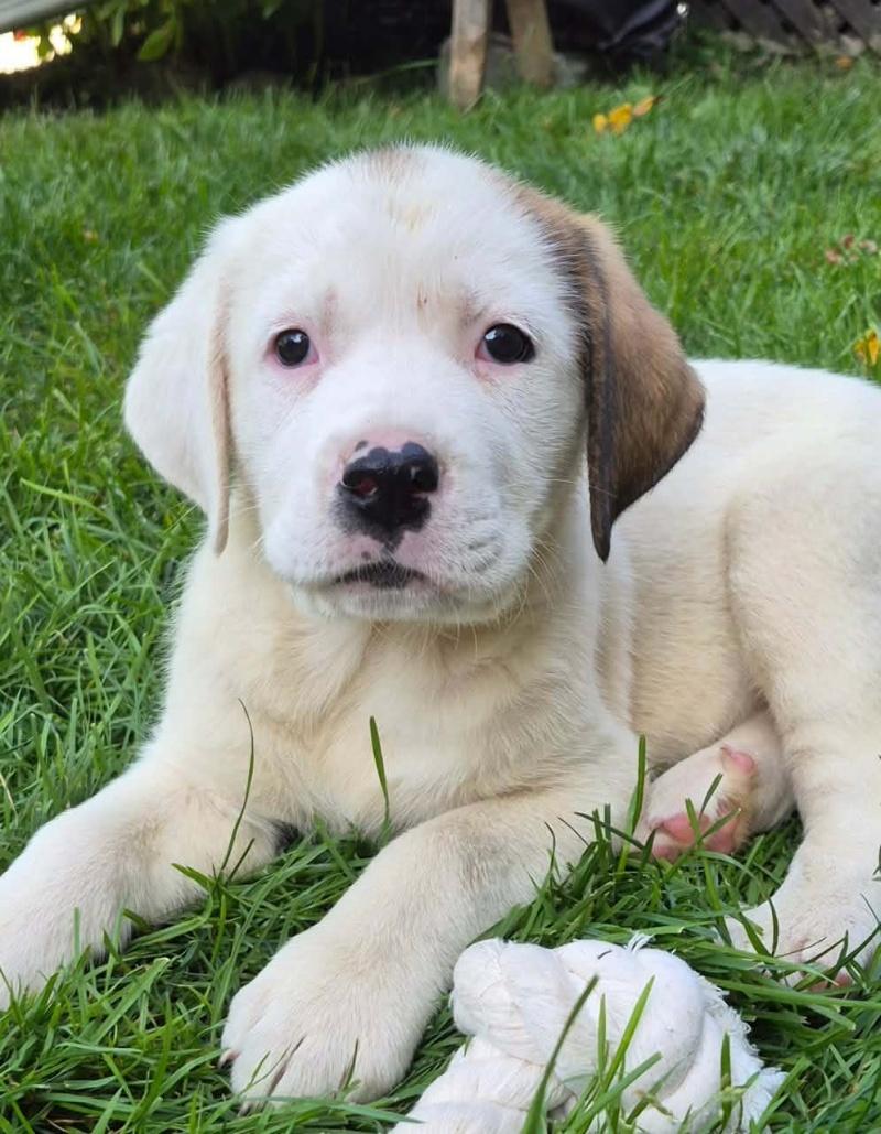 Pringle, a ADOPTABLE mixed breed in Bancroft, ON image 1/4