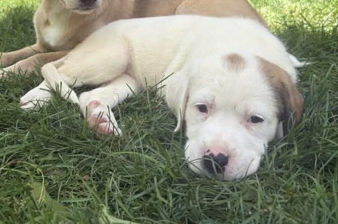 Pringle, a ADOPTABLE mixed breed in Bancroft, ON image 3/4