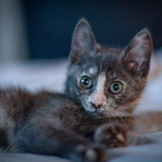 Brioche, a Adoptable Domestic Short Hair in Talent, OR image 1/3
