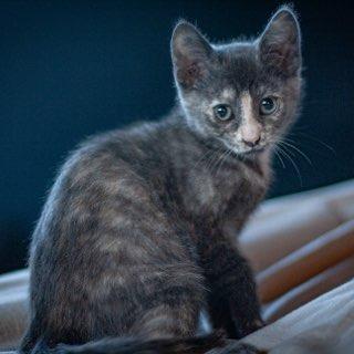 Brioche, a Adoptable Domestic Short Hair in Talent, OR image 2/3
