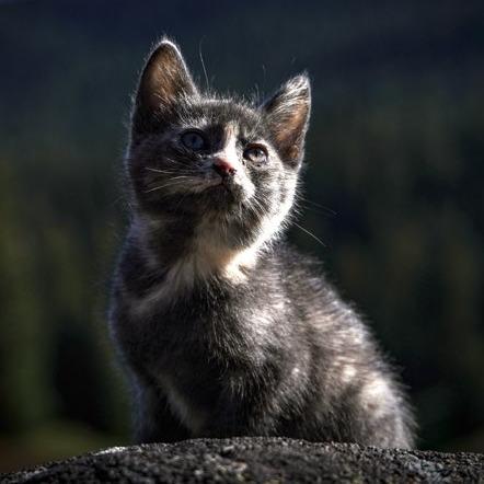 Brioche, a Adoptable Domestic Short Hair in Talent, OR image 3/3