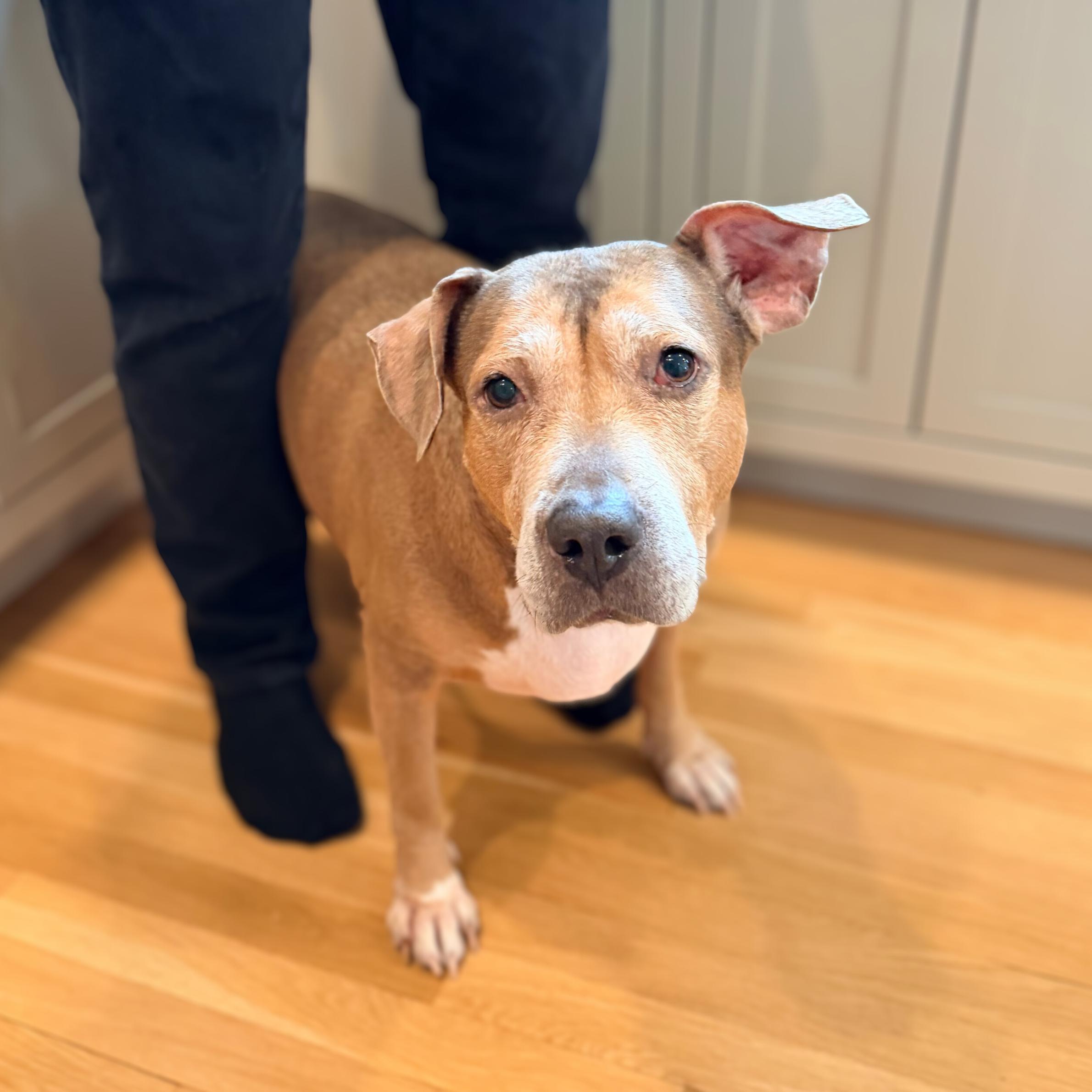 Enlarge Golden Hour, a ADOPTABLE mixed breed in New York, NY image 2/6