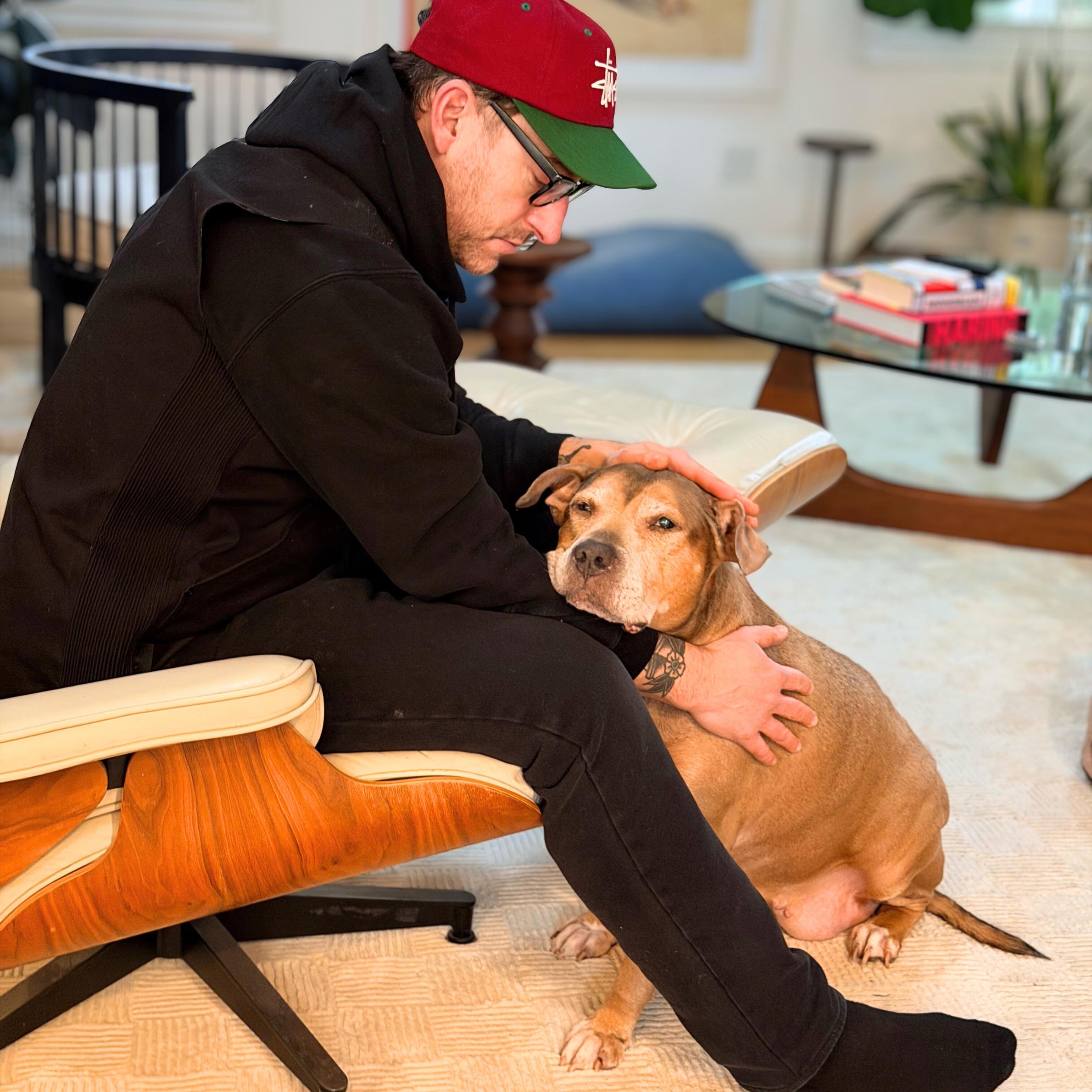 Enlarge Golden Hour, a ADOPTABLE mixed breed in New York, NY image 4/6