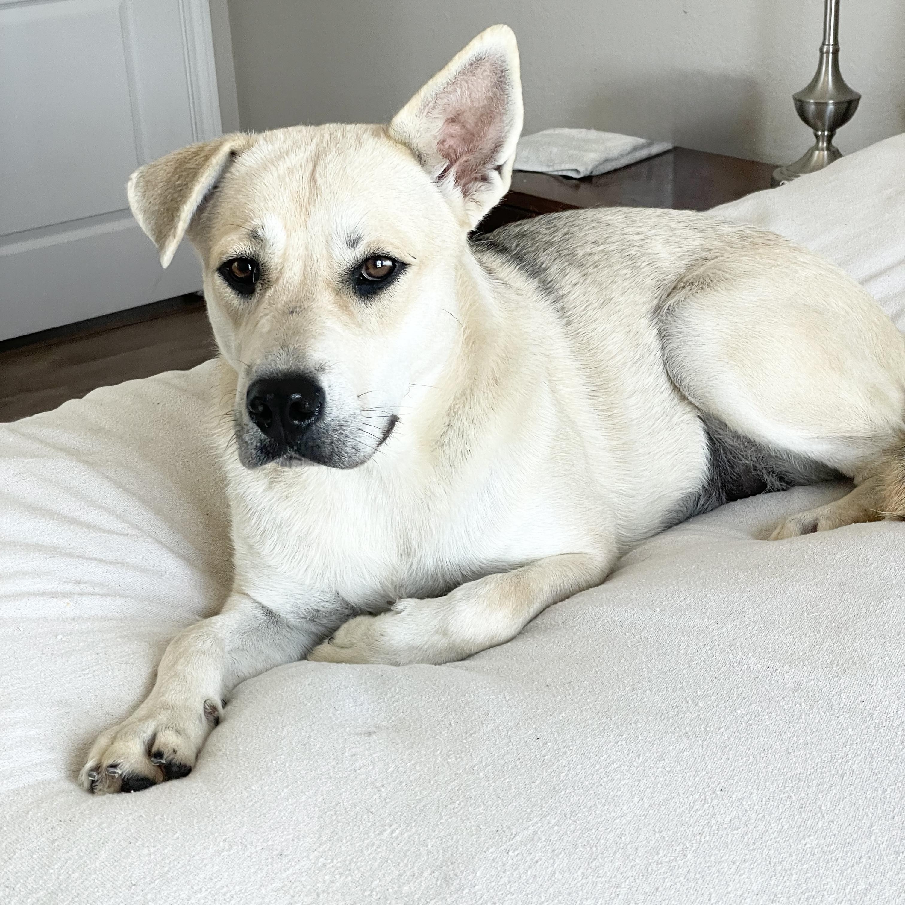 Perfect Sunny, a ADOPTABLE mixed breed in West Hartford , CT image 1/6