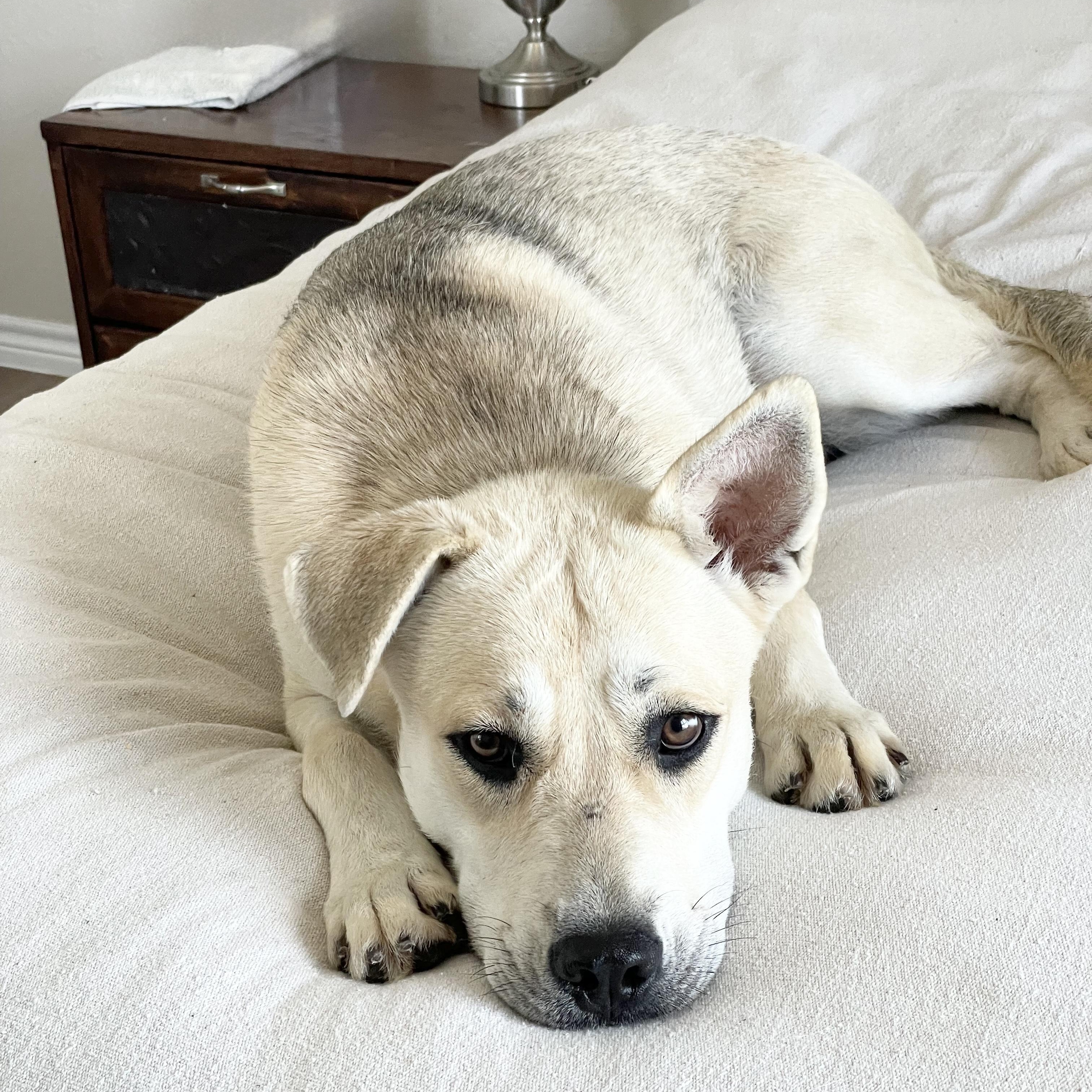 Perfect Sunny, a ADOPTABLE mixed breed in West Hartford , CT image 3/6