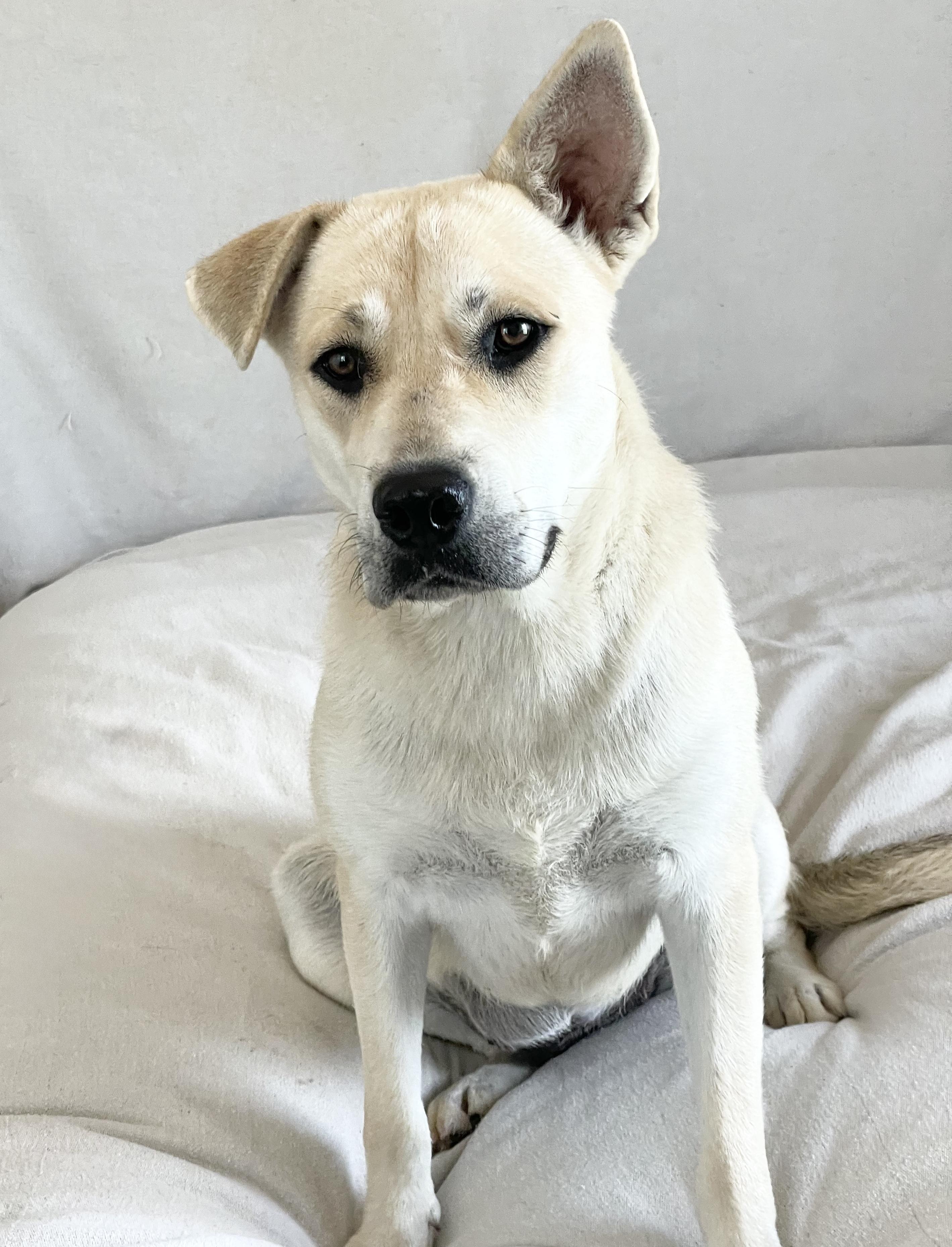 Perfect Sunny, a ADOPTABLE mixed breed in West Hartford , CT image 5/6